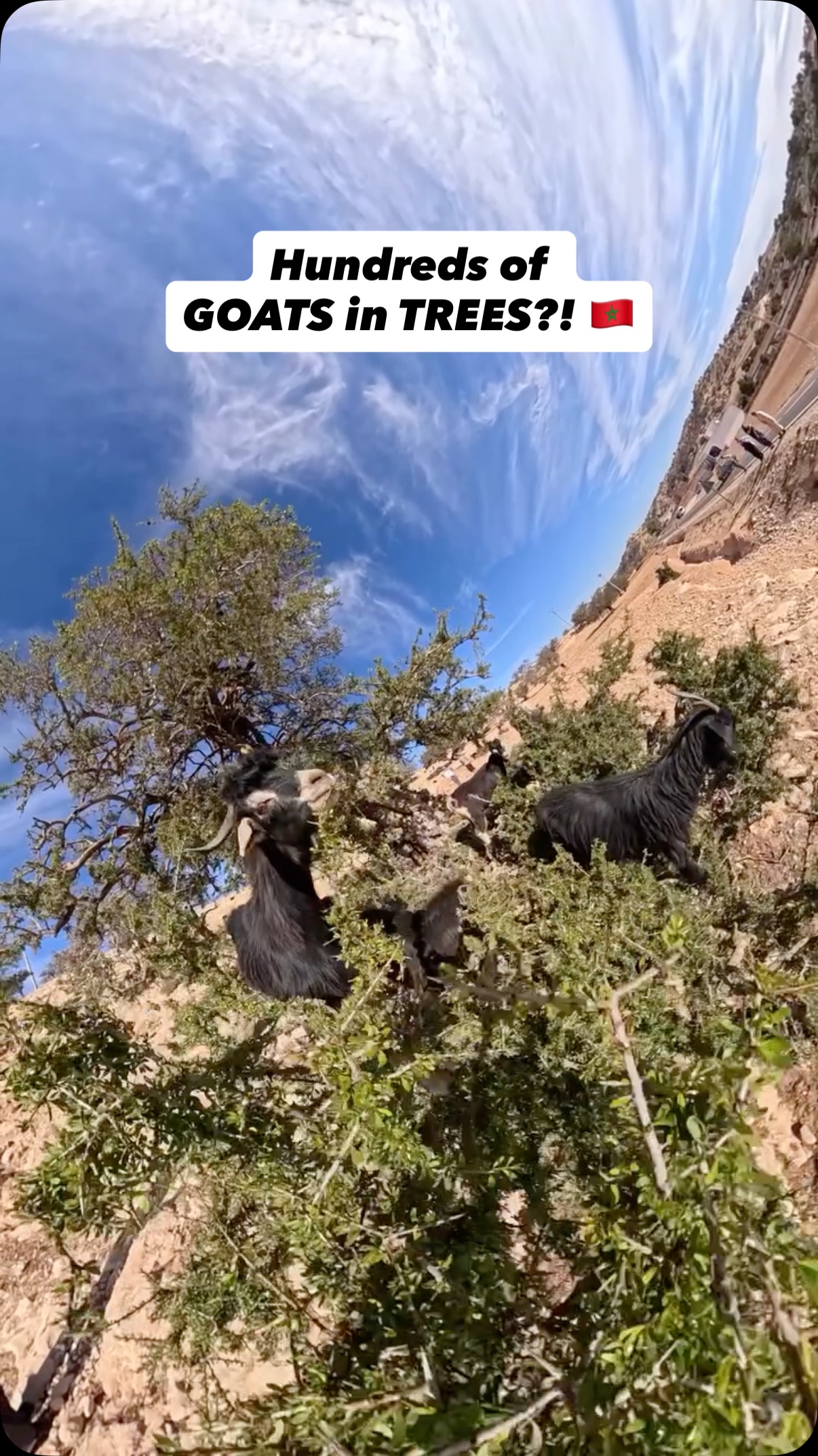 Instagram post by @naomisequeira for Intrepid Travel. Caption reads: I LOVE GOATS! 🐐🌳🐐🌳🐐

Huge thanks to....
