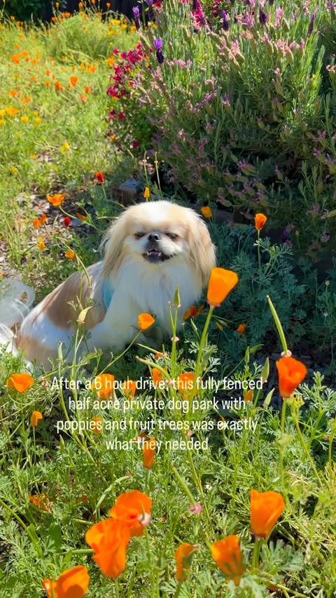 Instagram post by @team_pekingese for Sniffspot. Caption reads: [...] the perfect fully fenced half acre Sniffspot....