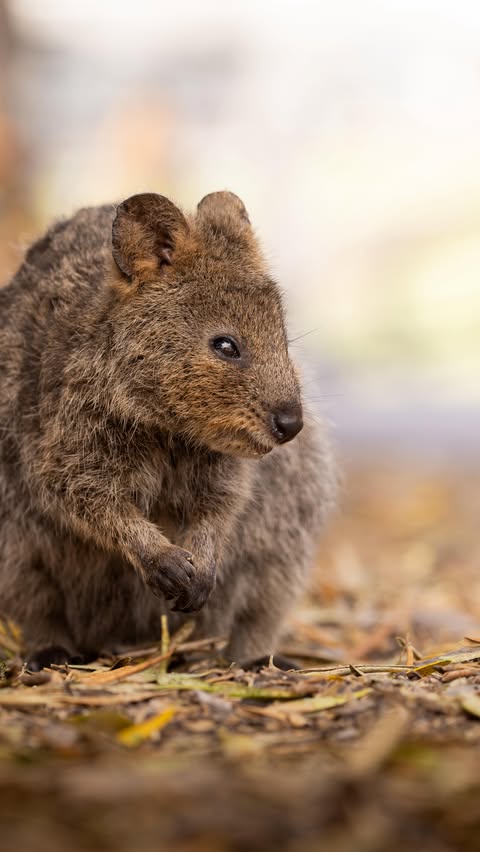 Instagram post by @wildlifewithcookie for Holafly. Caption reads: [...] to get 5% off your next @holafly_esim (or....