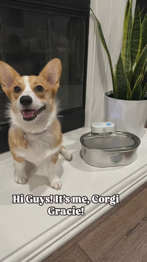 Instagram post by @its_me_corgi_gracie for Uahpet. Caption reads: “Pure refreshment, zero hassle! 🚰This....