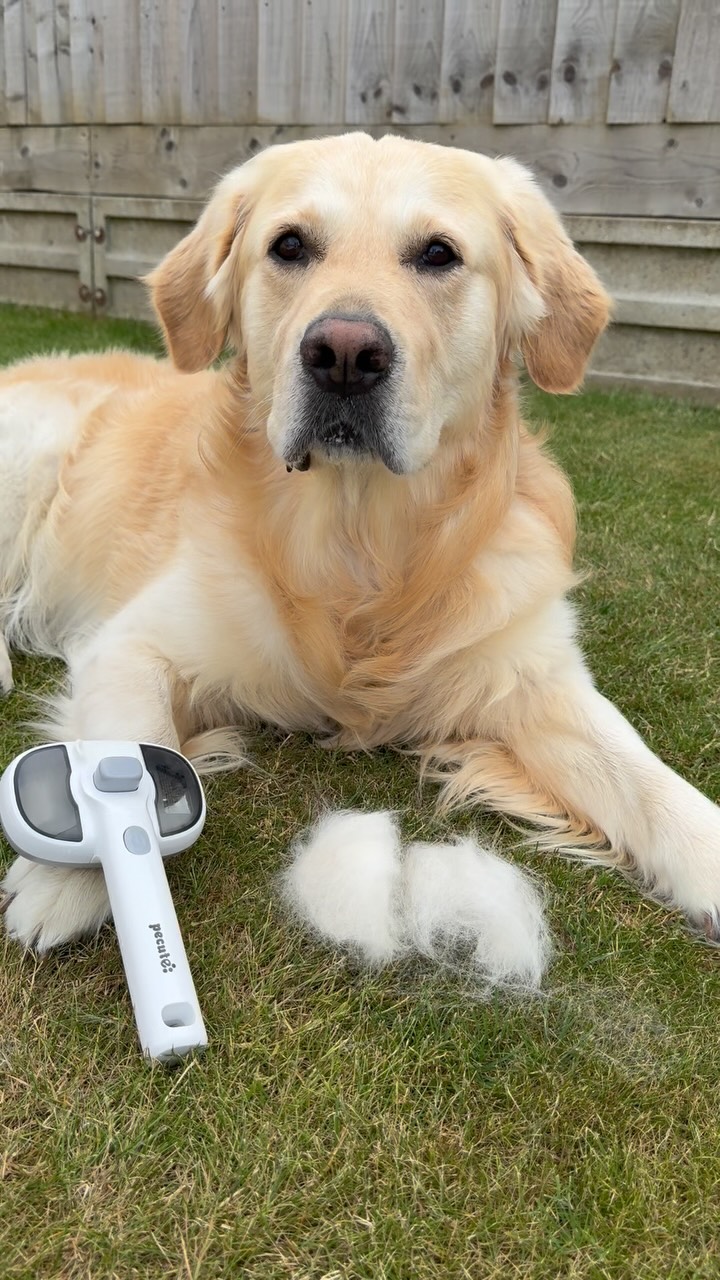 Instagram post by @monroe_adventures21 for Pecute. Caption reads: Let’s get steam cleaned with @pecuteofficial....