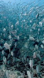 Instagram post by @kikidives for Scuba Diving. Caption reads: Viz was horrible. Couldn’t see past the fish. 2/10....