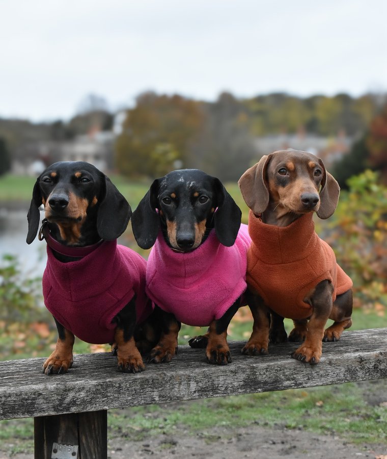 Instagram post by @thesausageandlabadventures for Hugo and Ted. Caption reads: [...] I’m needing 🥹 All sausages wearing....