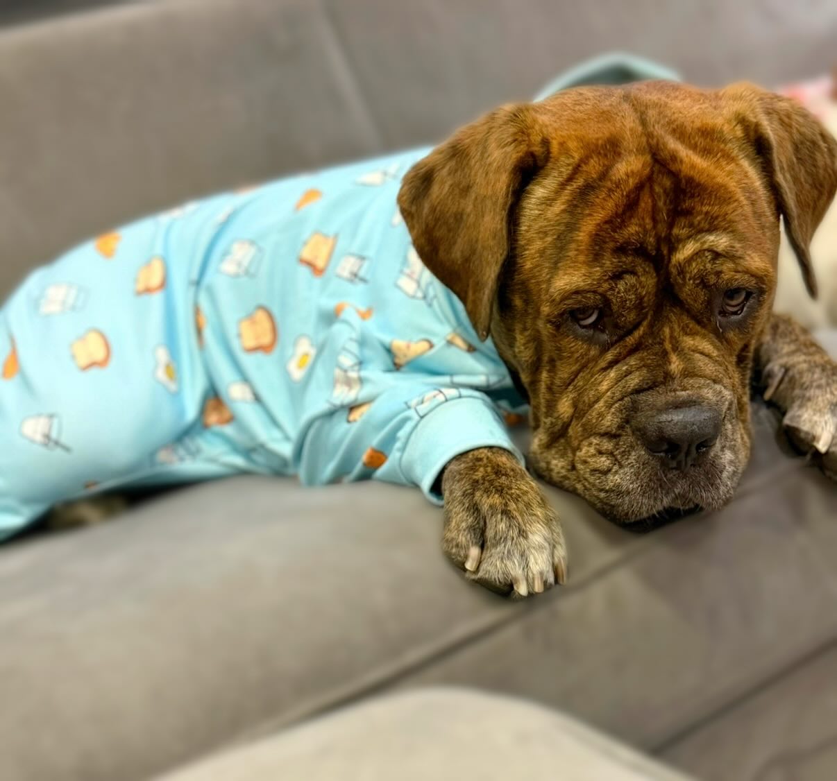 Instagram post by @loki_the_bear__ for Spark Paws. Caption reads: 𝐇𝐚𝐩𝐩𝐲 𝐍𝐞𝐰 𝐖𝐞𝐞𝐤!😴 𝐖𝐡𝐲 𝐝𝐨𝐞𝐬....