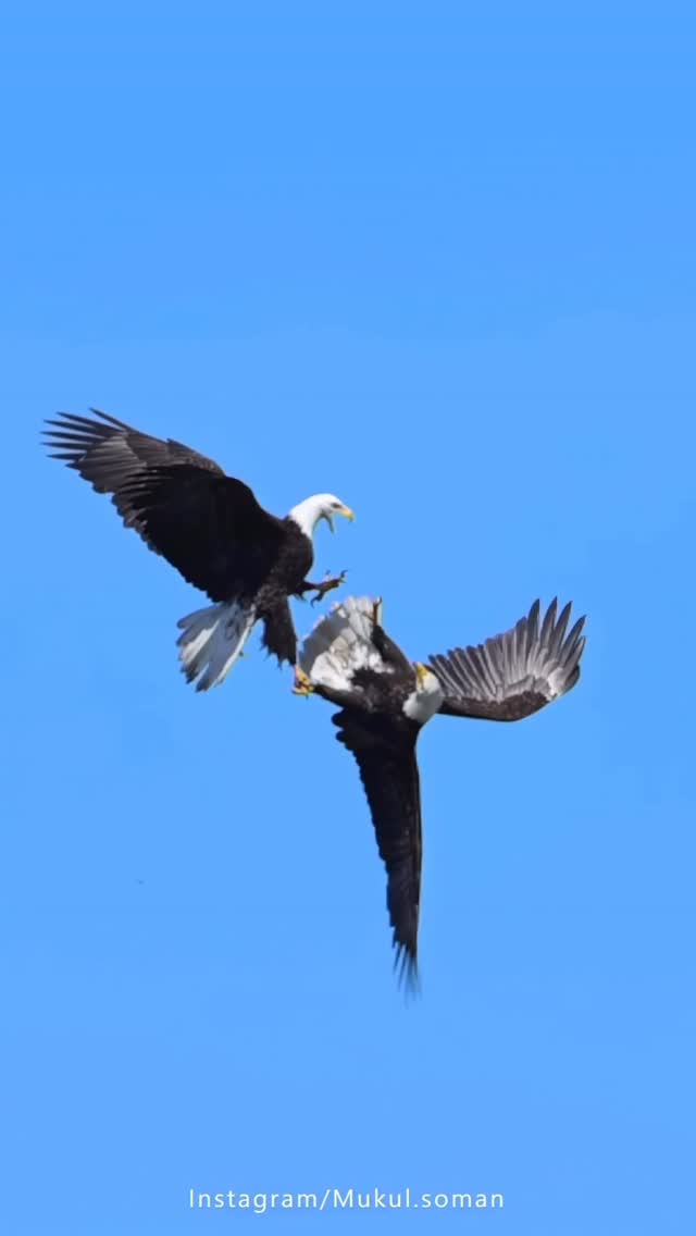 Instagram post by @mukul.soman for NikonUSA. Caption reads: Two bald eagles in their locked and loaded....