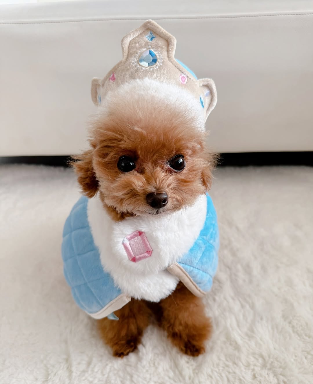 Instagram post by @mocha_k1217 for Doggy Box. Caption reads: 🧸👑🩵　
　
「今日から王子させてもらいますー🐶👑」　　
Prince....