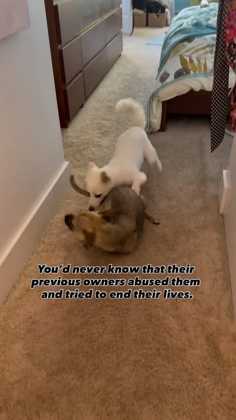 Instagram post by @amira.amiracle for WeRateDogs. Caption reads: Couldn’t let a Monday go by without a little....