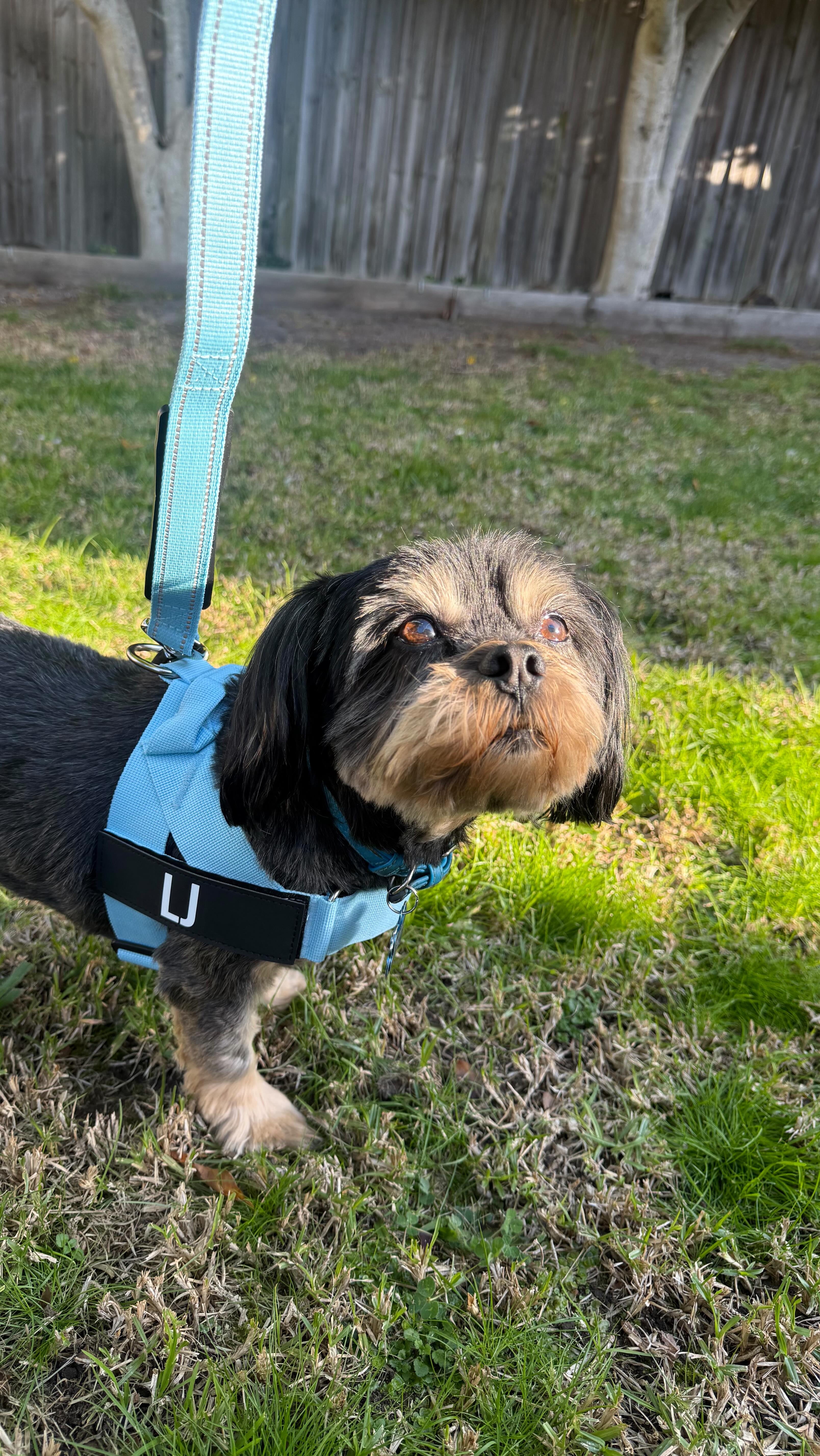 Instagram post by @nagham.ayyash for Dog Friendly Co. Caption reads: This is your sign to upgrade your pup’s OOTD 💼🐾!....