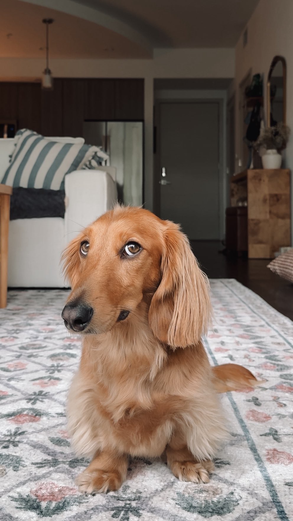 Instagram post by @roostertheweenie for Furb. Caption reads: [...] summer wardrobe of my (mom’s) dreams💭🙂....