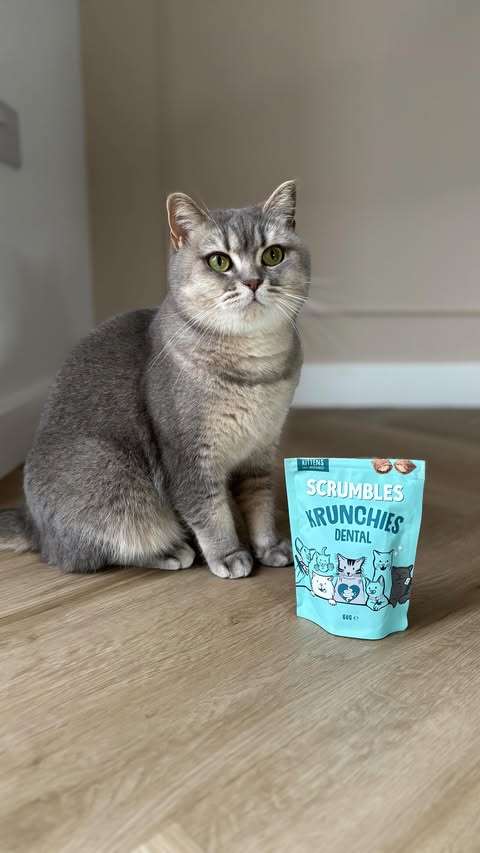 Instagram post by @remi.green_ for Scrumbles. Caption reads: [...] repeat daily! . . . #britishshorthair....