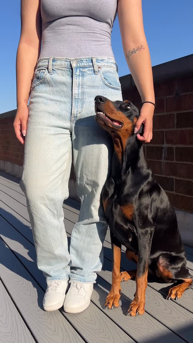 Instagram post by @darooohh for Primal Pet Foods. Caption reads: a perfect evening routine with @primalpetfoods 🐾....