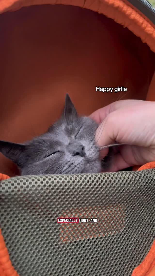 Instagram post by @fiddy_flowercat for Petsfit. Caption reads: AD | Our little adventures just got easier 🌿....