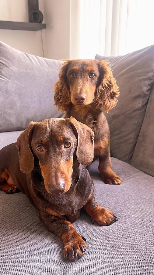 Instagram post by @ourhouse__tohome for Burns Pet Food. Caption reads: Finally a food that agrees with Toby🤩....