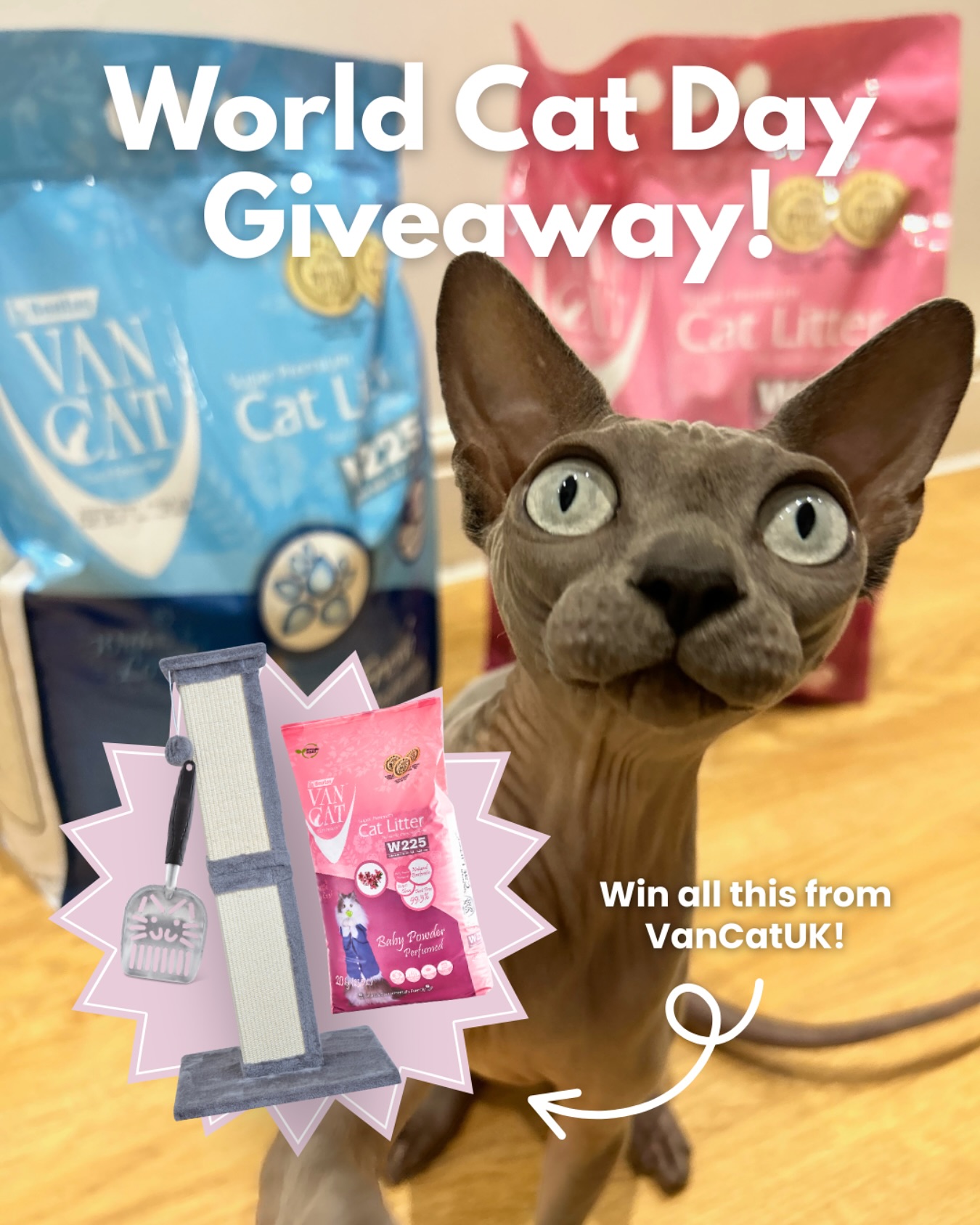 Instagram post by @fendi_kent_ for VanCatUK. Caption reads: 💕🐈 Happy World Cat Day! 🐈‍⬛💕

To celebrate the....