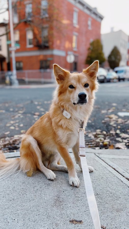 Instagram post by @simonsits for Whistle. Caption reads: [...] in Brooklyn! As you guys know, my....