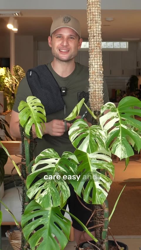 Instagram post by @sydneyplantguy for Fiskars. Caption reads: [...] And the Urban Plant Care Range by @fiskars....