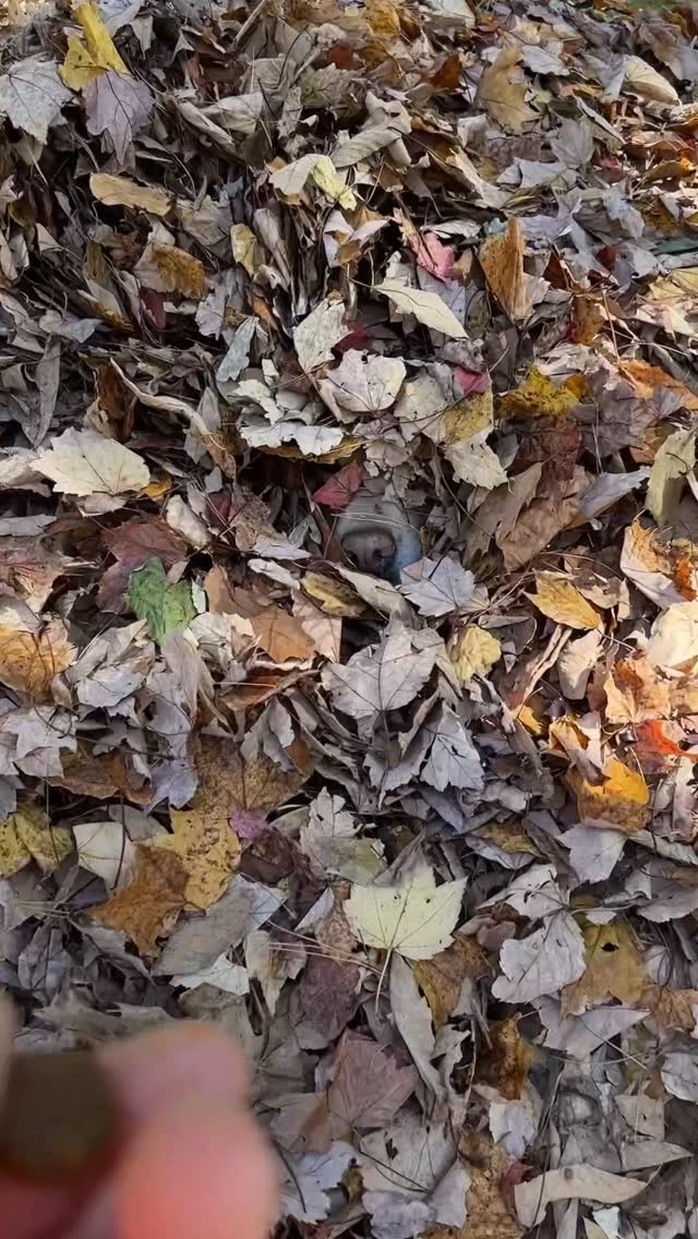 Instagram post by @dognamedstella for Fera Pets. Caption reads: Remember to give your leaf pile @ferapets Hip &....