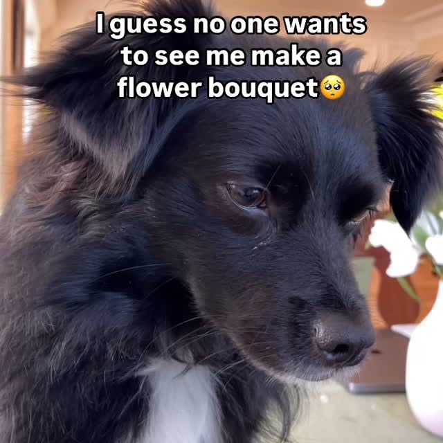 Instagram post by @vaderthebordercollie for 1800Flowers. Caption reads: Sweet boy Vader loves flowers do you remember when....