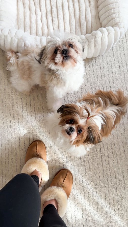 Instagram post by @amberallurestyle for Freshpet. Caption reads: [...] and zero leftovers all thanks to @freshpet!....