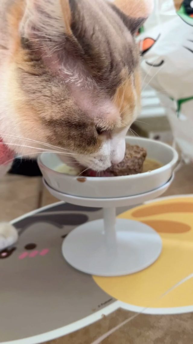 Instagram post by @fatfatpankocat for Petlibro. Caption reads: Panko and I are both lovers of chilled soup so....