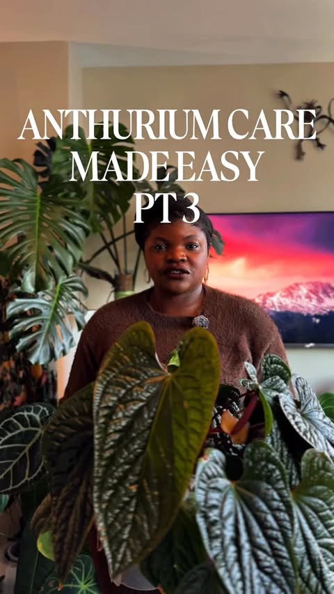 Instagram post by @monefsjungle for Miracle-Gro. Caption reads: #ad If you want big, lush anthurium leaves, you....