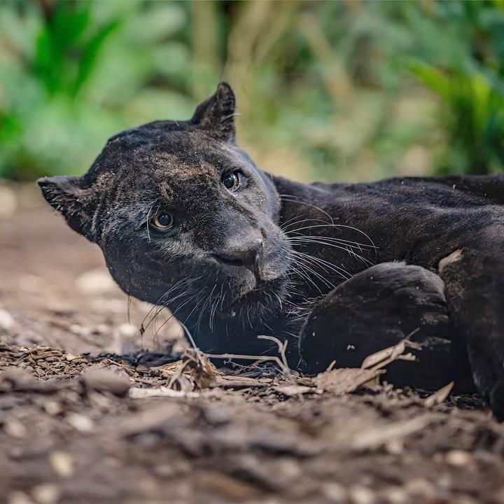 Instagram post by @hertfordshirezoo for Chester Zoo. Caption reads: Join us tomorrow for a FREE online lesson on World....