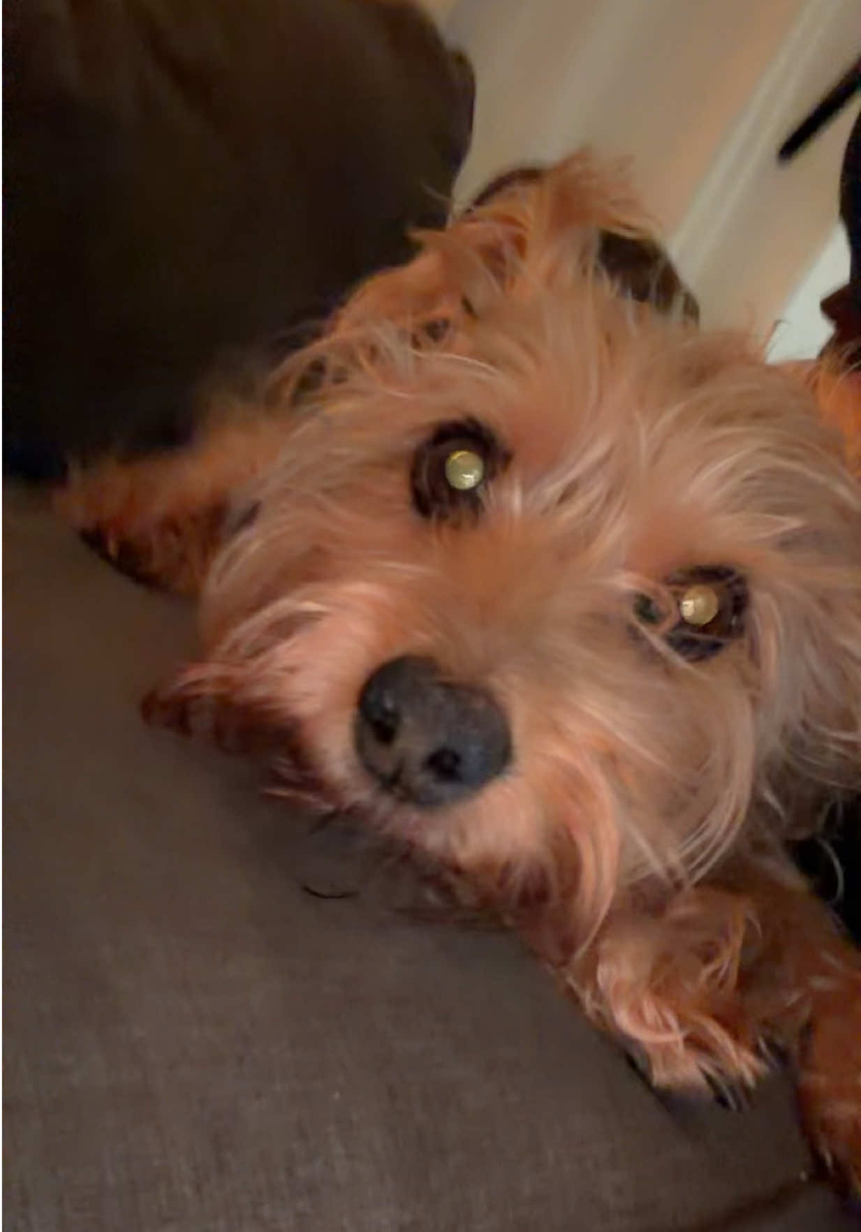 TikTok post by @kailee_bradley for HoneyCarePet. Caption reads: Senior dogs deserve comfort, not embarrassment 🤍....