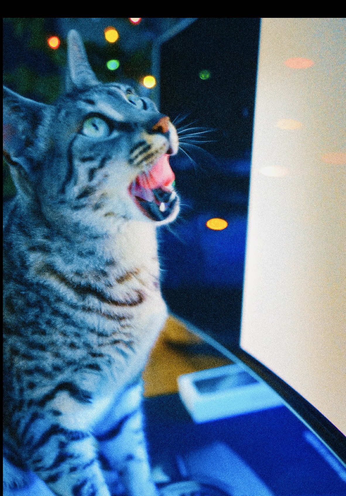 TikTok post by @chillrogg for PayPal. Caption reads: Earn some cash back using the PayPal debit card....