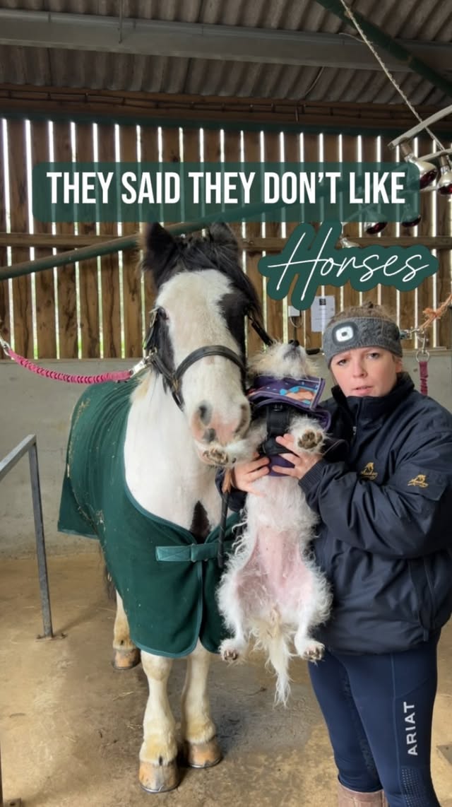 Instagram post by @mycobsjourney for Equi Light. Caption reads: Honestly who doesn’t love horses 🙄 . Disclaimer -....
