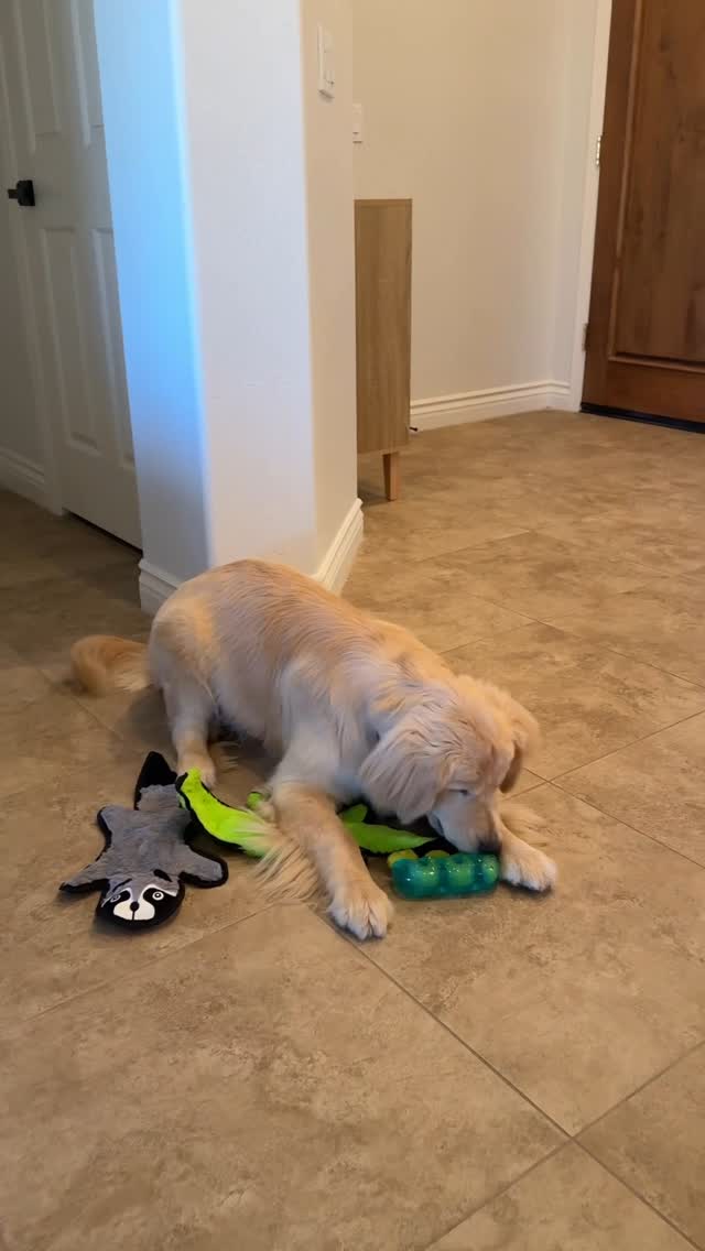 Instagram post by @brewthegoldenn for Amazon Pets. Caption reads: brb buying 15 more cause of his reaction every....