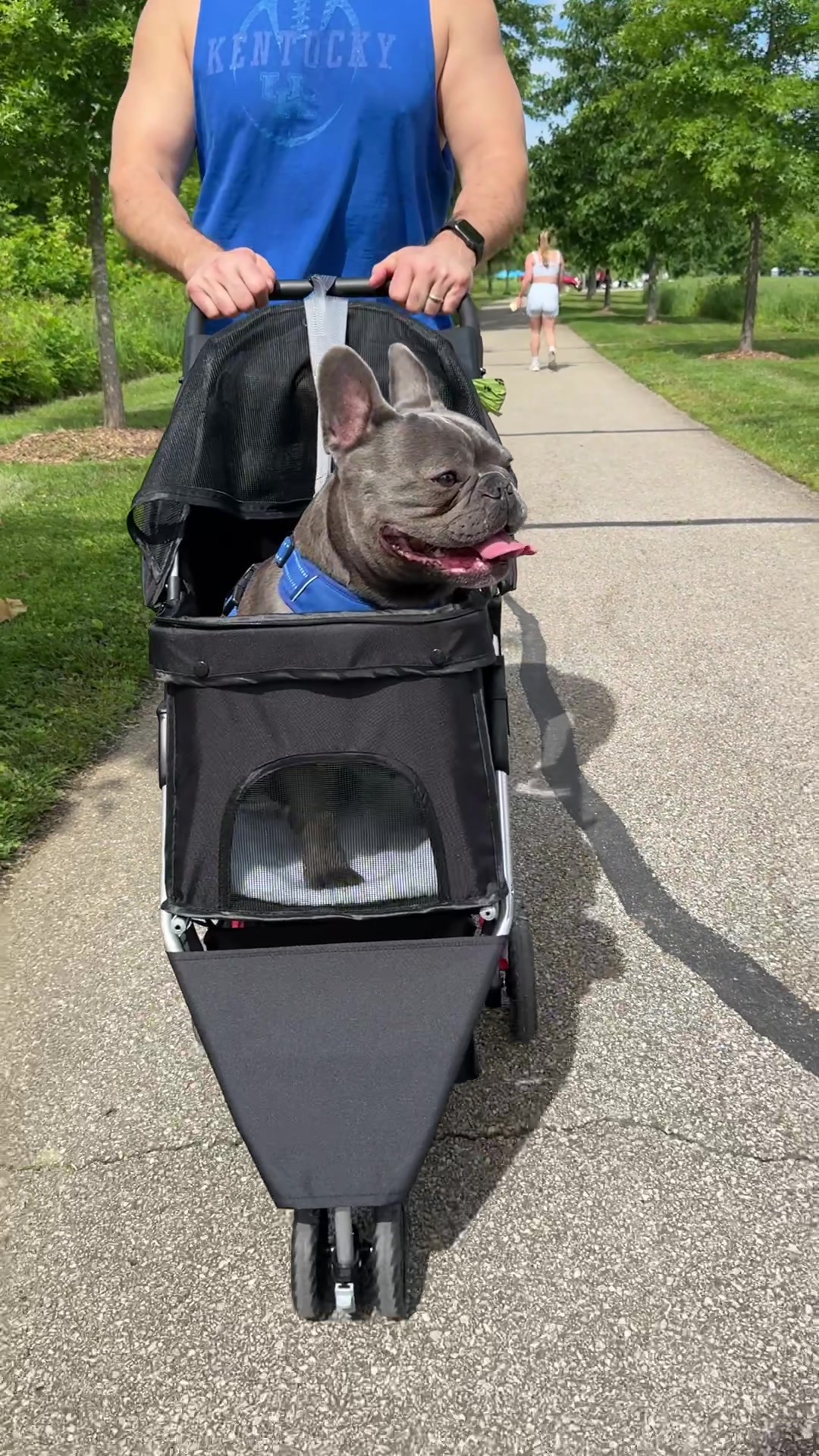 TikTok post by @bruno.my.frenchie for Sweetcrispy. Caption reads: [...] #dogwalk #frenchie #frenchbulldog....