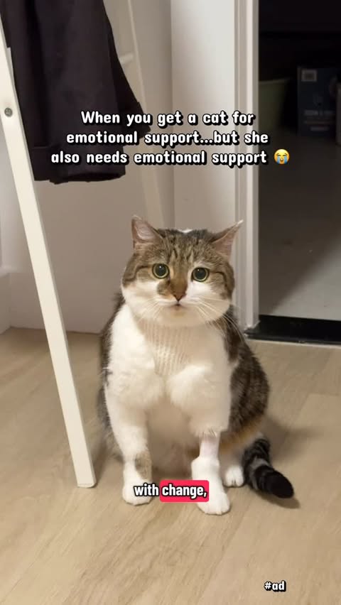 Instagram post by @suki_purrs for Zesty Paws. Caption reads: [...] stressed, but natural pheromones like....