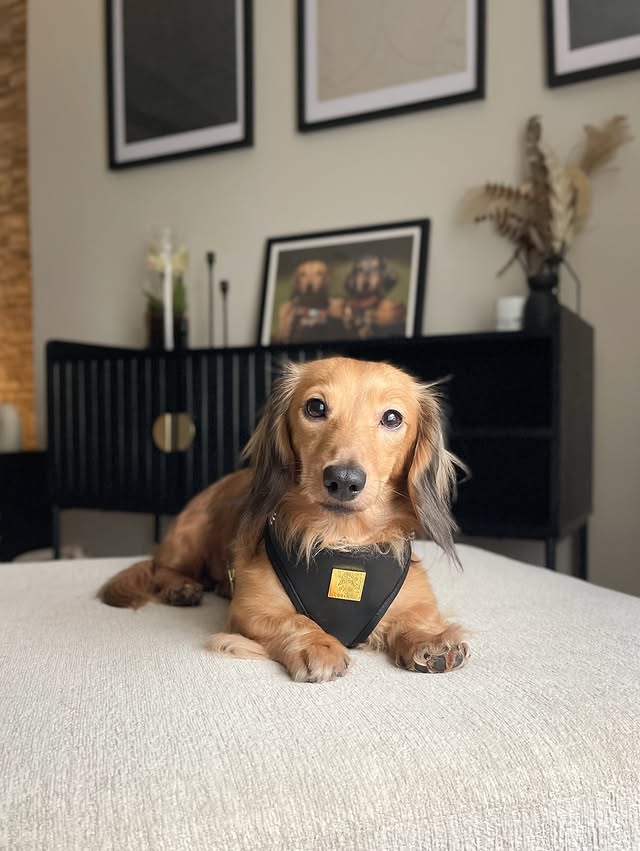 Instagram post by @louie.minidachshund for Paw Couture. Caption reads: [...] 😎 lil lou looking extra cute in....