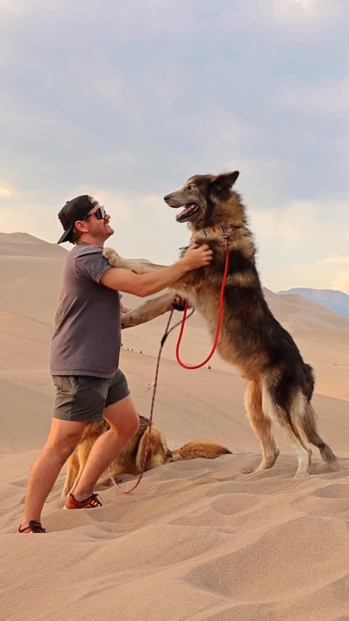 Instagram post by @wander_with_willow for ORIJEN Petfoods. Caption reads: Car packed, snacks stocked, and tails wagging....