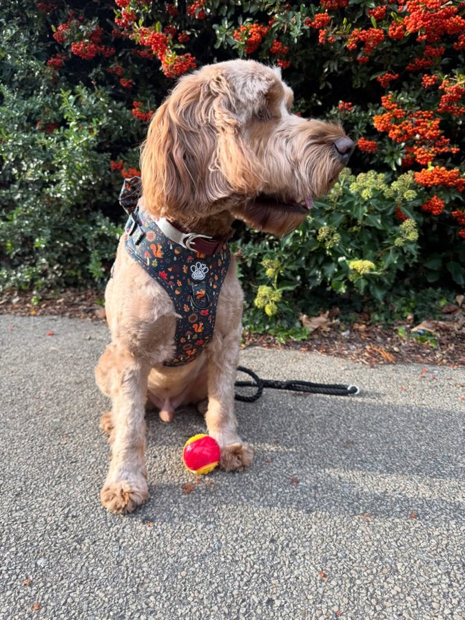Instagram post by @iamwoodythecockapoo for Hello Beenie. Caption reads: 🧡 Pinch punch first of the month 🧡

Well, where....