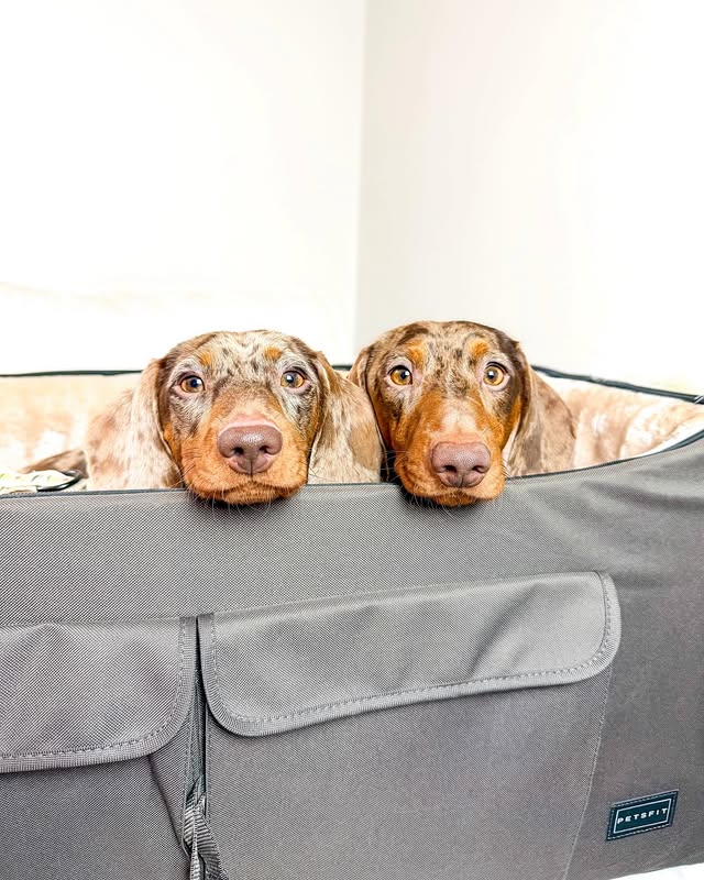 Instagram post by @thedaxietrio_ for Petsfit. Caption reads: [...] 🛣️🚗 this dog booster seat from @petsfit.us....