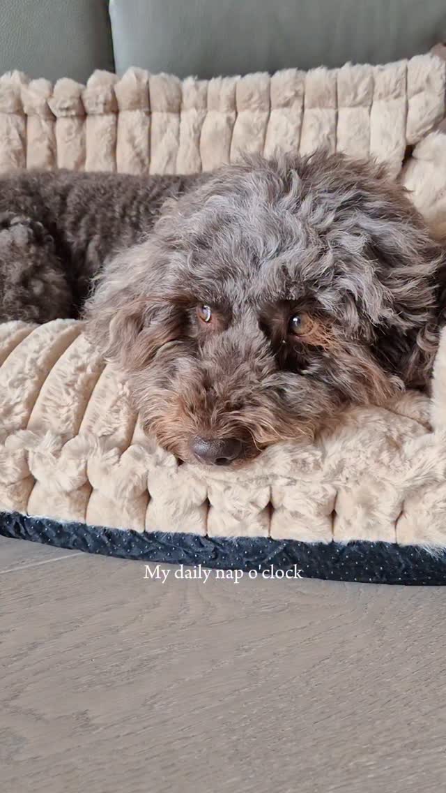 Instagram post by @cocodeardiary for FunnyFuzzy. Caption reads: [...] o'clock is always dreamy, thanks to....