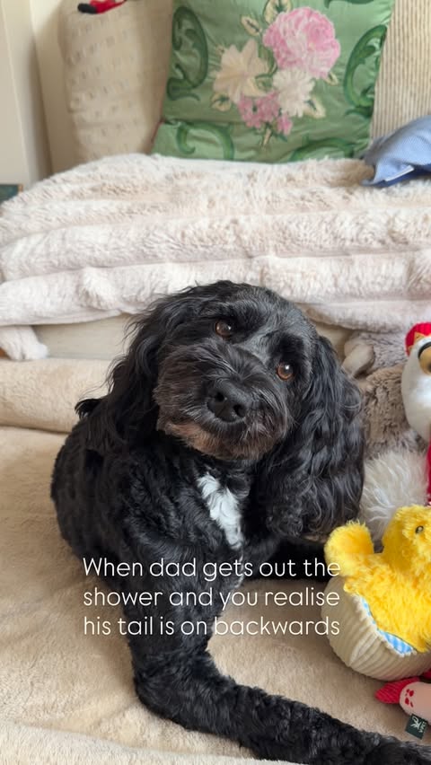 Instagram post by @patu_the_cockapoo for Scruffs. Caption reads: I mean… I got worried for him…Make it make sense!....