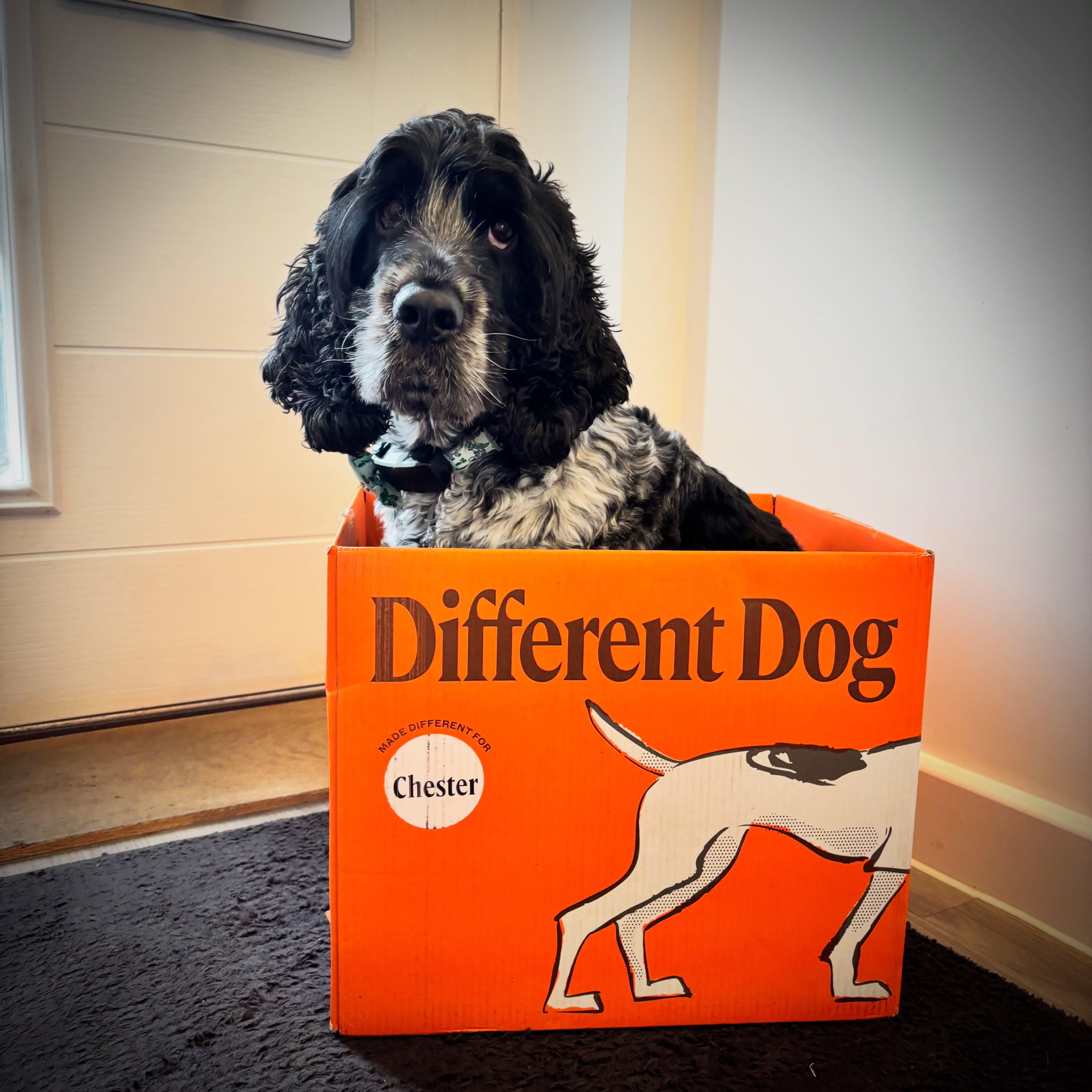 Instagram post by @chester_theblueroan for Different Dog. Caption reads: When it’s @differentdog delivery day and you get....