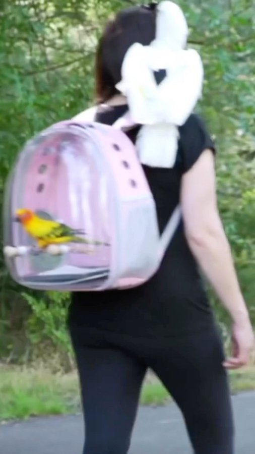 Instagram post by @the_parrot_lady for Amazon Pets. Caption reads: [...] adorable backpack for your pets on....