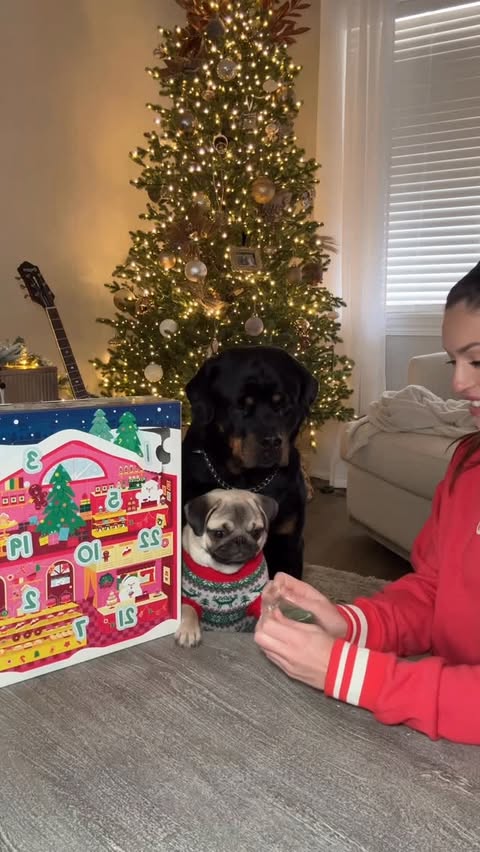 Instagram post by @_that_pug_penny for BarkBox. Caption reads: @bark with the cutest advent calendar....
