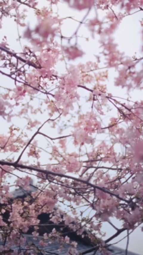 Instagram post by @ryoyoshizawa_staff for Dior. Caption reads: ・ "Sakura" from #DiorLaCollectionPrivee worn by....