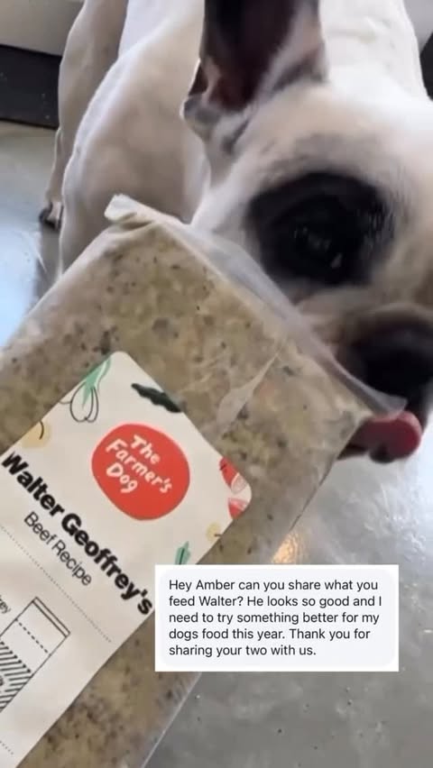 Instagram post by @waltergeoffreythefrenchie for The Farmer's Dog. Caption reads: [...] with some fresh energy for you and....