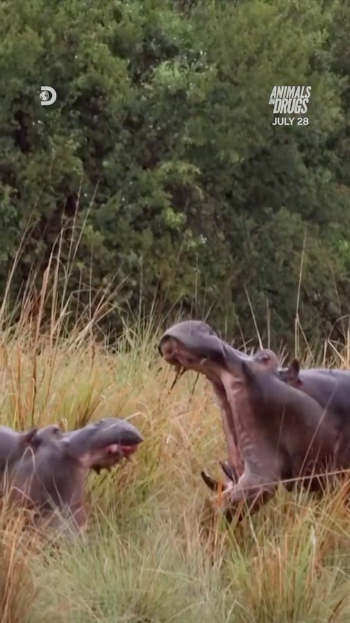 Instagram post by @forrest.galante for Discovery. Caption reads: [...] @forrest.galante Monday, July 28 on....