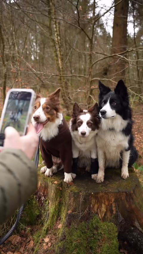 Instagram post by @pippaontheprowl for Arden Grange. Caption reads: [...] with the very best nutrition with....