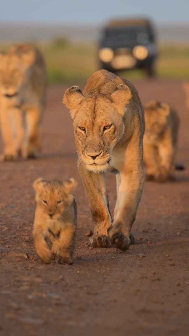 Instagram post by @maasaimaranationalreserve for NikonUSA. Caption reads: Morning sunrise walks with the mighty Rongai....