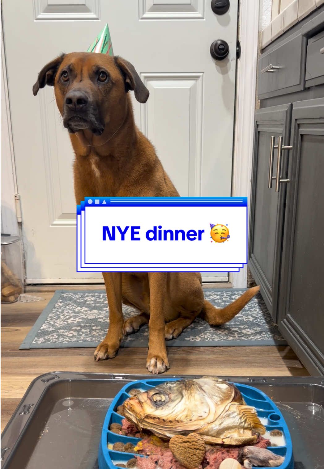 TikTok post by @thebentobabies for MYOS Pet. Caption reads: I’ve been saving these fish heads for a special....