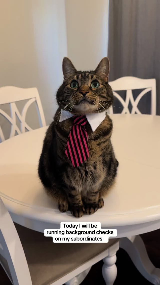 Instagram post by @mr.milothechonk for Zoetis Petcare. Caption reads: My subordinates barely passed their background....