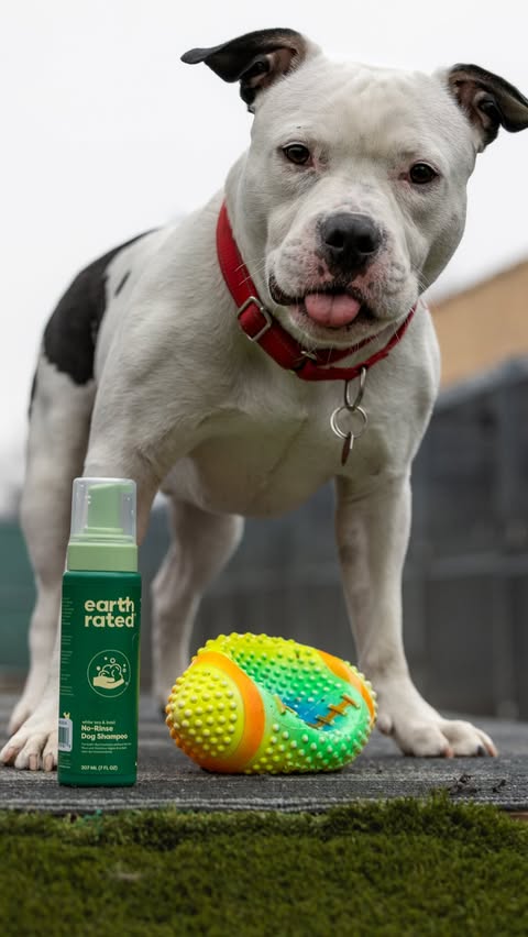 Instagram post by @4evertails for Earth Rated. Caption reads: I’ve spent almost half my life in the shelter.....