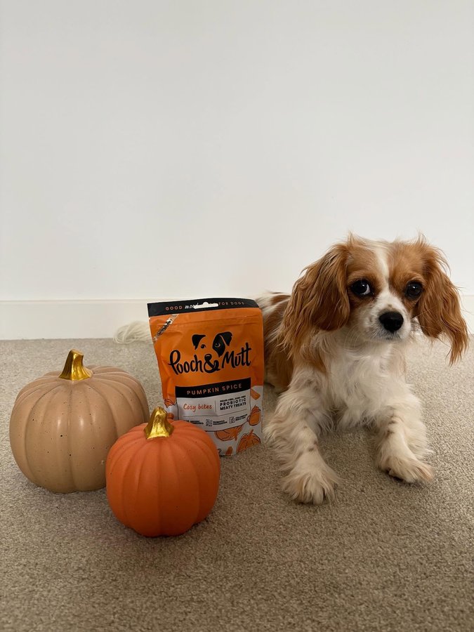 Instagram post by @_laurenslife_x for Pooch and Mutt. Caption reads: [...] a trick, always a treat 🐾

AD |....